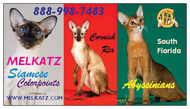 Melkatz Cattery